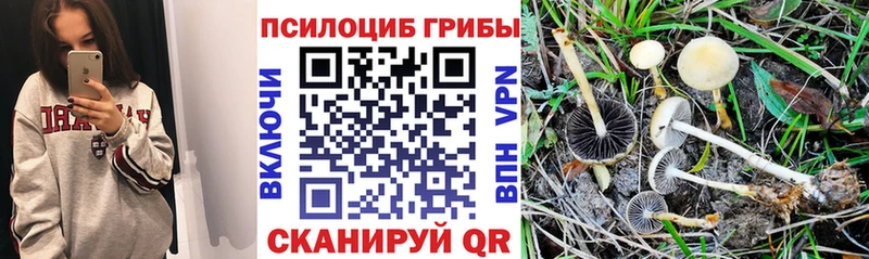 Купить закладки  Нижний Ломов  Псилоцибиновые грибы Psilocybe 
